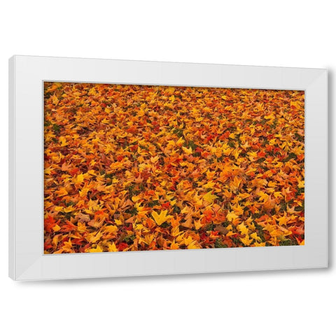 Canada-Quebec-Ste Famille on Ile dOrleans Fallen sugar maple leaves in autumn White Modern Wood Framed Art Print by Jaynes Gallery