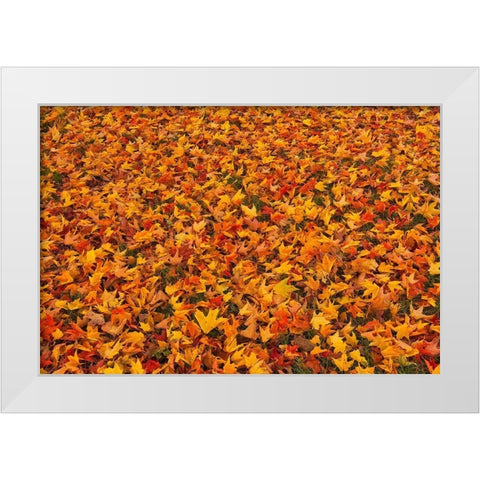 Canada-Quebec-Ste Famille on Ile dOrleans Fallen sugar maple leaves in autumn White Modern Wood Framed Art Print by Jaynes Gallery
