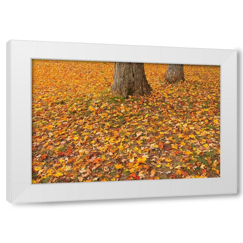 Canada-Quebec-St Michel de Belle Chasse Sugar maple leaves in autumn White Modern Wood Framed Art Print by Jaynes Gallery