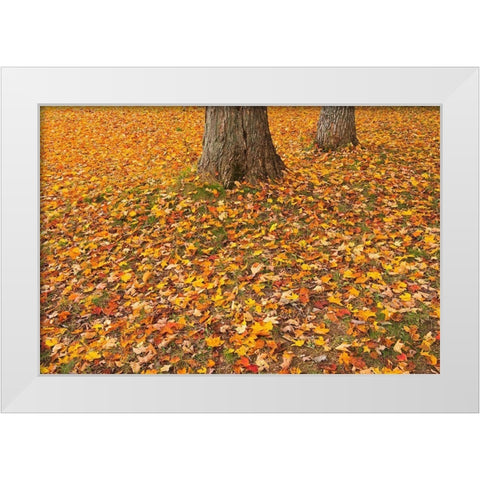 Canada-Quebec-St Michel de Belle Chasse Sugar maple leaves in autumn White Modern Wood Framed Art Print by Jaynes Gallery