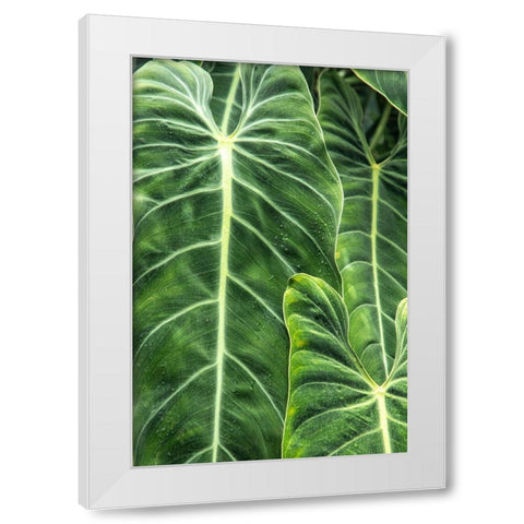 Close-up shots of the leaves from the elephant ears plant-also known as Alocasia White Modern Wood Framed Art Print by Ostrowitz, Mallorie