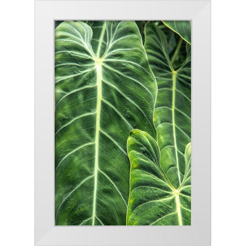 Close-up shots of the leaves from the elephant ears plant-also known as Alocasia White Modern Wood Framed Art Print by Ostrowitz, Mallorie