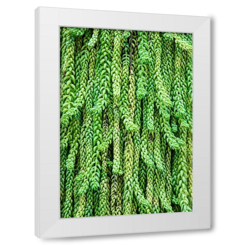 Burros tail plant is named for its long-cylindrical leaves White Modern Wood Framed Art Print by Ostrowitz, Mallorie