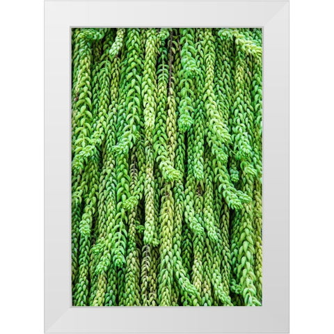 Burros tail plant is named for its long-cylindrical leaves White Modern Wood Framed Art Print by Ostrowitz, Mallorie