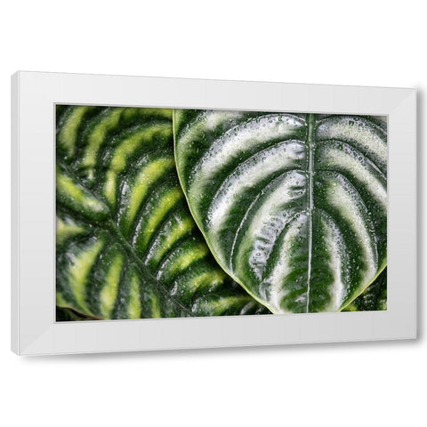 Montreal Botanical Gardens-elephants ears with rainwater White Modern Wood Framed Art Print by Ostrowitz, Mallorie