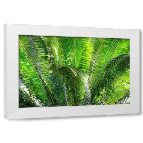 Close-up of the fronds of the Sago Palm Tree White Modern Wood Framed Art Print by Ostrowitz, Mallorie