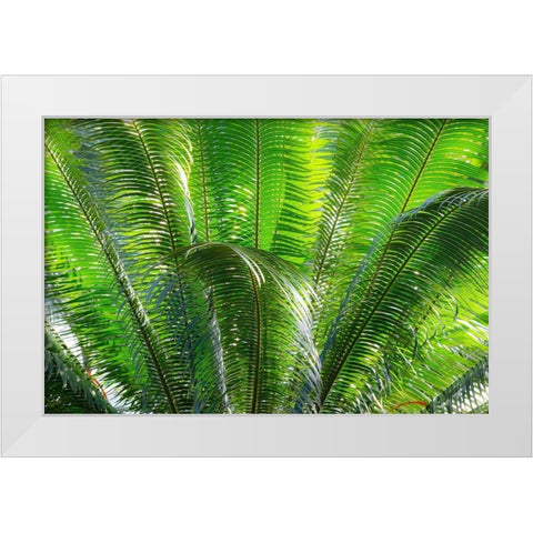 Close-up of the fronds of the Sago Palm Tree White Modern Wood Framed Art Print by Ostrowitz, Mallorie