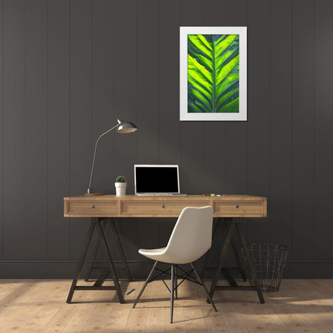 Thailand giant elephant ear-is considered invasive in certain states in the United States White Modern Wood Framed Art Print by Ostrowitz, Mallorie