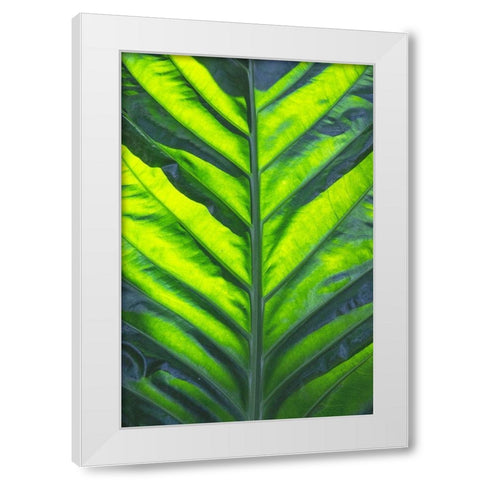 Thailand giant elephant ear-is considered invasive in certain states in the United States White Modern Wood Framed Art Print by Ostrowitz, Mallorie