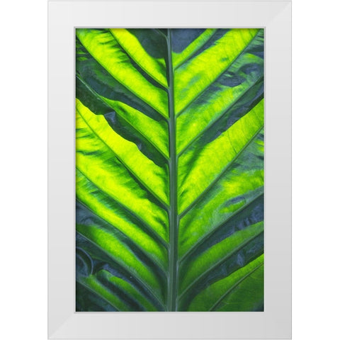Thailand giant elephant ear-is considered invasive in certain states in the United States White Modern Wood Framed Art Print by Ostrowitz, Mallorie