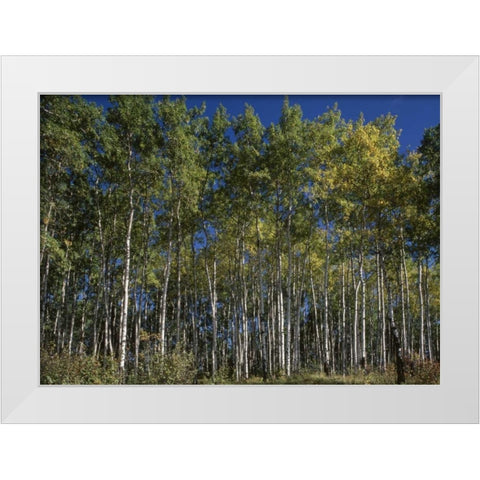 Canada, Saskatchewan, Aspen forest White Modern Wood Framed Art Print by Grandmaison, Mike