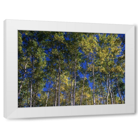 Canada, Saskatchewan, Aspen forest White Modern Wood Framed Art Print by Grandmaison, Mike