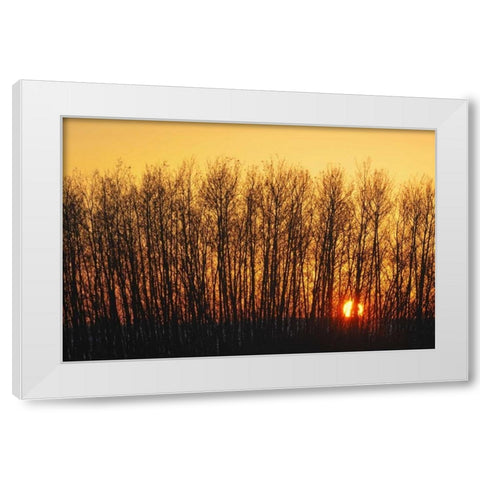Canada, Melfort Aspen trees at sunset White Modern Wood Framed Art Print by Grandmaison, Mike