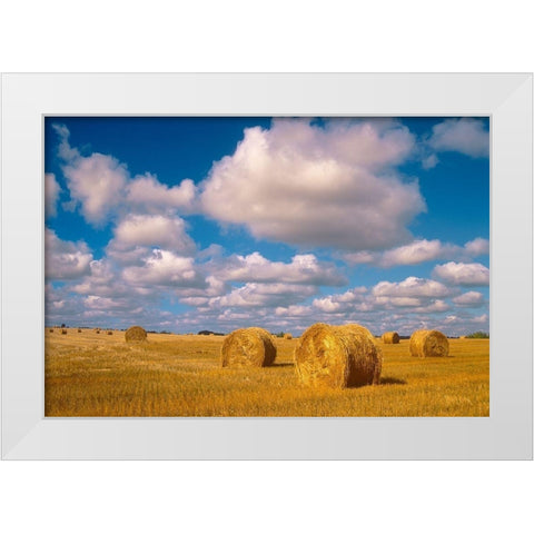 Canada-Saskatchewan-Shellbrook Bale rolls and cumulus clouds on farmland White Modern Wood Framed Art Print by Jaynes Gallery