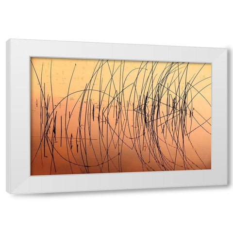 Canada-Saskatchewan-Saskatoon Island Provincial Park Reeds reflect on Saskatoon Lake at sunrise White Modern Wood Framed Art Print by Jaynes Gallery