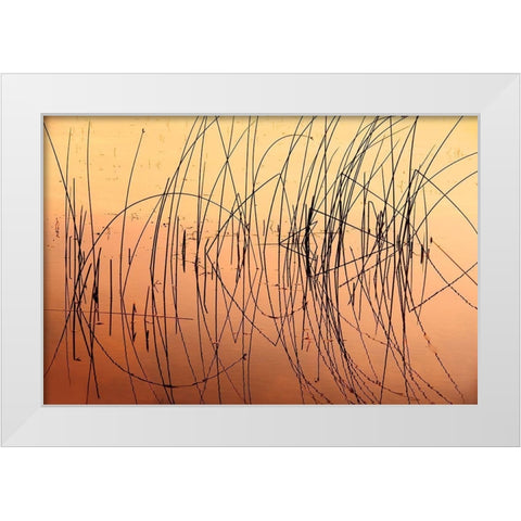 Canada-Saskatchewan-Saskatoon Island Provincial Park Reeds reflect on Saskatoon Lake at sunrise White Modern Wood Framed Art Print by Jaynes Gallery