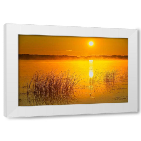 Canada-Saskatchewan-Saskatoon Island Provincial Park Reeds reflect on Saskatoon Lake at sunrise White Modern Wood Framed Art Print by Jaynes Gallery