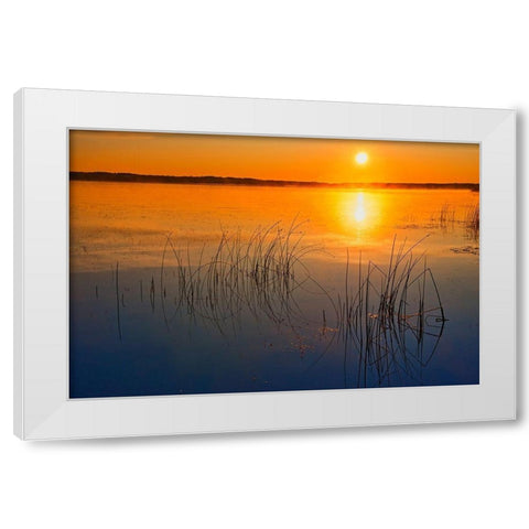 Canada-Saskatchewan-Saskatoon Island Provincial Park Reeds reflect on Saskatoon Lake at sunrise White Modern Wood Framed Art Print by Jaynes Gallery