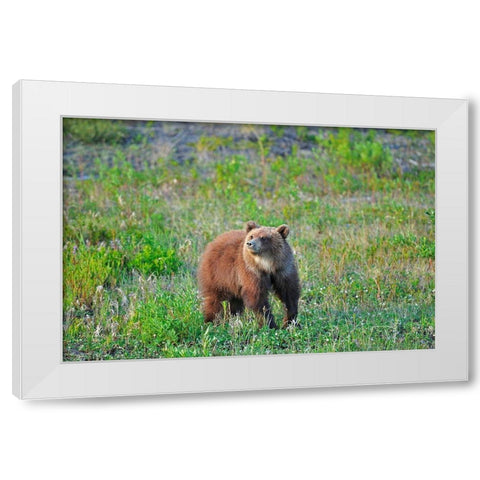 Canada-Yukon Young grizzly bear in field White Modern Wood Framed Art Print by Jaynes Gallery