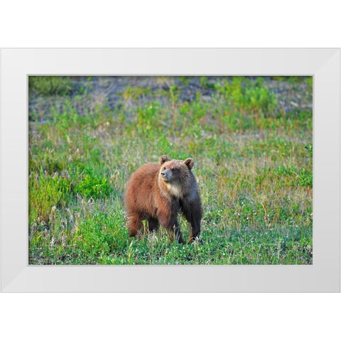 Canada-Yukon Young grizzly bear in field White Modern Wood Framed Art Print by Jaynes Gallery