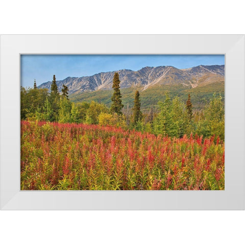Canada-Yukon-Kluane National Park St Elias Mountains and forest landscape White Modern Wood Framed Art Print by Jaynes Gallery