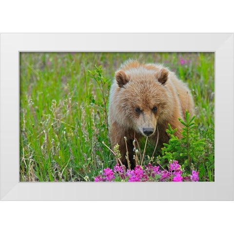 Canada-Yukon Grizzly bear close-up White Modern Wood Framed Art Print by Jaynes Gallery