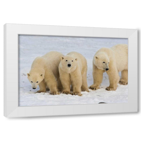 Canada, Hudson Bay Polar bear mother with cubs White Modern Wood Framed Art Print by Illg, Cathy and Gordon