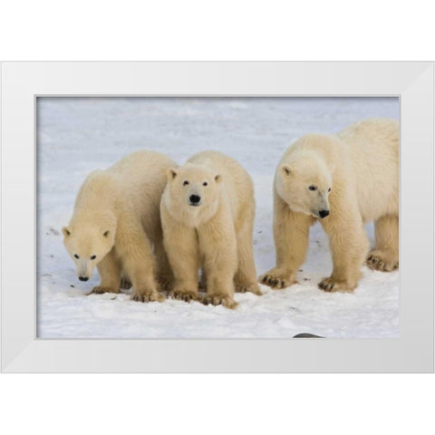 Canada, Hudson Bay Polar bear mother with cubs White Modern Wood Framed Art Print by Illg, Cathy and Gordon