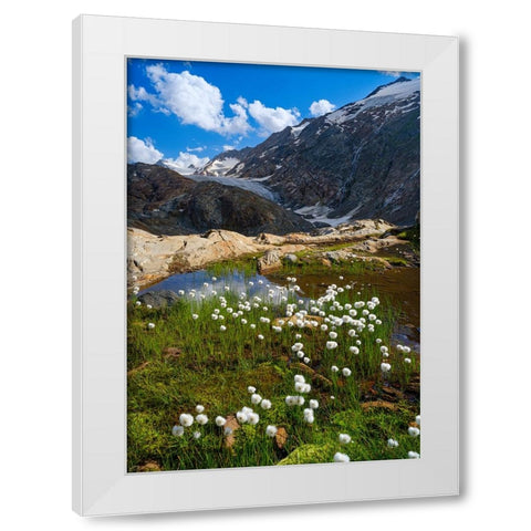 Scheuchzers cotton grass-Gurgler Ferner-Otztal Alps-Europe- Austria- Tyrol White Modern Wood Framed Art Print by Zwick, Martin