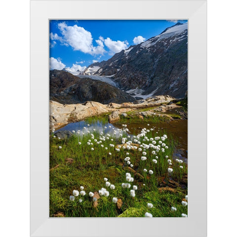 Scheuchzers cotton grass-Gurgler Ferner-Otztal Alps-Europe- Austria- Tyrol White Modern Wood Framed Art Print by Zwick, Martin