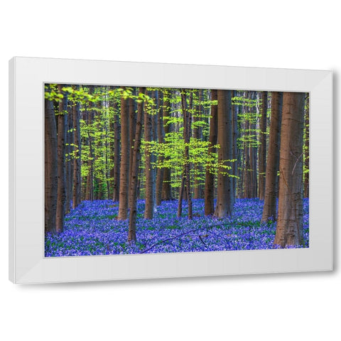 Europe-Belgium-Hallerbos forest with blooming bluebells White Modern Wood Framed Art Print by Jaynes Gallery