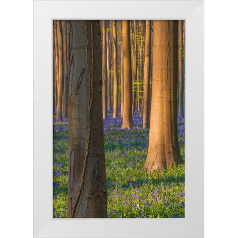 Europe-Belgium-Hallerbos forest with blooming bluebells White Modern Wood Framed Art Print by Jaynes Gallery
