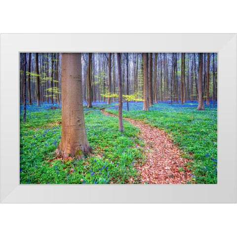 Europe-Belgium-Hallerbos forest with blooming bluebells White Modern Wood Framed Art Print by Jaynes Gallery