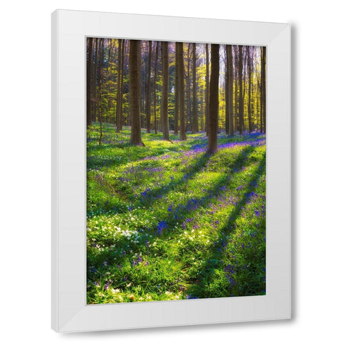Europe-Belgium-Hallerbos forest with blooming bluebells White Modern Wood Framed Art Print by Jaynes Gallery
