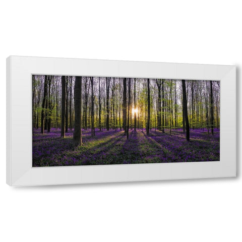 Europe-Belgium-Sunrise on Hallerbos forest with blooming bluebells White Modern Wood Framed Art Print by Jaynes Gallery