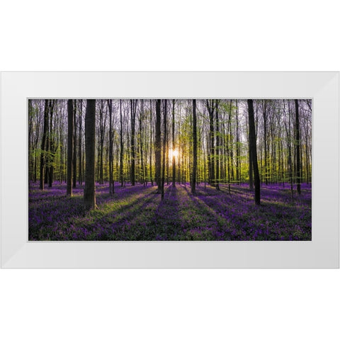 Europe-Belgium-Sunrise on Hallerbos forest with blooming bluebells White Modern Wood Framed Art Print by Jaynes Gallery