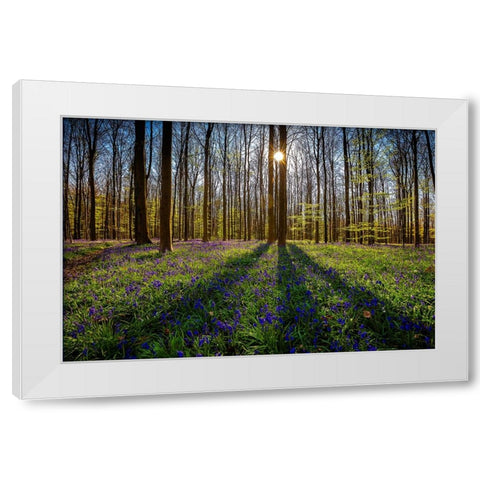 Europe-Belgium-Hallerbos forest with blooming bluebells White Modern Wood Framed Art Print by Jaynes Gallery