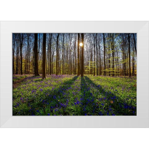Europe-Belgium-Hallerbos forest with blooming bluebells White Modern Wood Framed Art Print by Jaynes Gallery