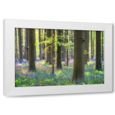 Europe-Belgium-Hallerbos forest with blooming bluebells White Modern Wood Framed Art Print by Jaynes Gallery