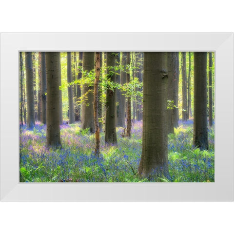 Europe-Belgium-Hallerbos forest with blooming bluebells White Modern Wood Framed Art Print by Jaynes Gallery