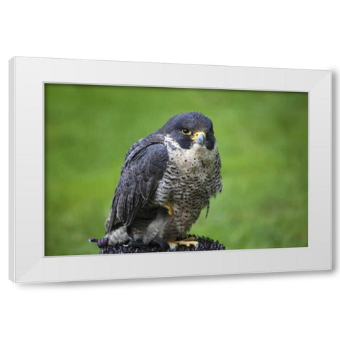 Czech Republic, Prague Captive peregrine falcon White Modern Wood Framed Art Print by Flaherty, Dennis