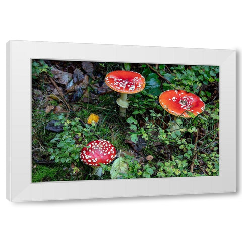 Fly agaric mushrooms in the Cesky Raj nature preserve near Turnov-Czech Republic White Modern Wood Framed Art Print by Haney, Chuck