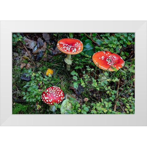 Fly agaric mushrooms in the Cesky Raj nature preserve near Turnov-Czech Republic White Modern Wood Framed Art Print by Haney, Chuck