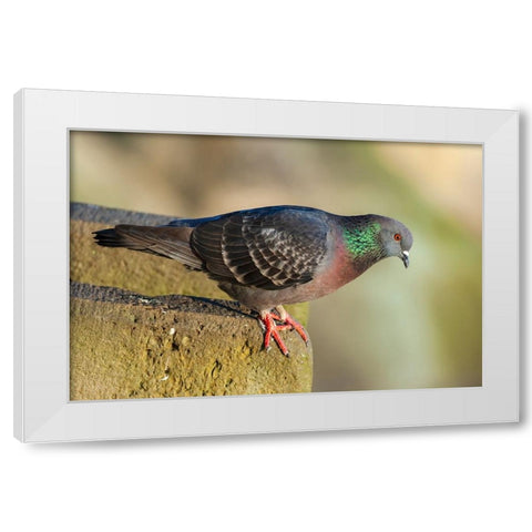 Pigeon perched on a stone wall White Modern Wood Framed Art Print by Haseltine, Tom