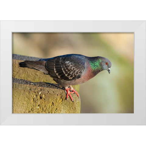Pigeon perched on a stone wall White Modern Wood Framed Art Print by Haseltine, Tom