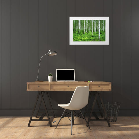 Finlandia-Savonlinna-birches forest White Modern Wood Framed Art Print by Molinari, Michele
