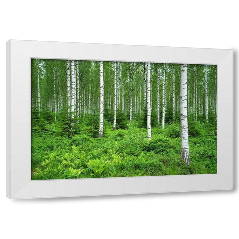 Finlandia-Savonlinna-birches forest White Modern Wood Framed Art Print by Molinari, Michele