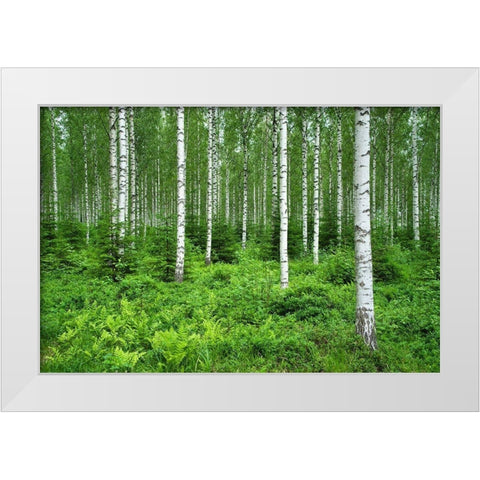 Finlandia-Savonlinna-birches forest White Modern Wood Framed Art Print by Molinari, Michele