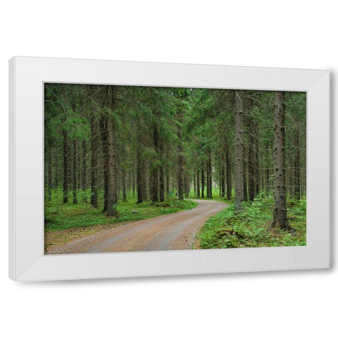 Finlandia-Savonlinna-dirt road in a spruce forest White Modern Wood Framed Art Print by Molinari, Michele