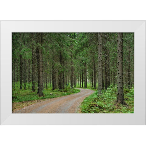 Finlandia-Savonlinna-dirt road in a spruce forest White Modern Wood Framed Art Print by Molinari, Michele